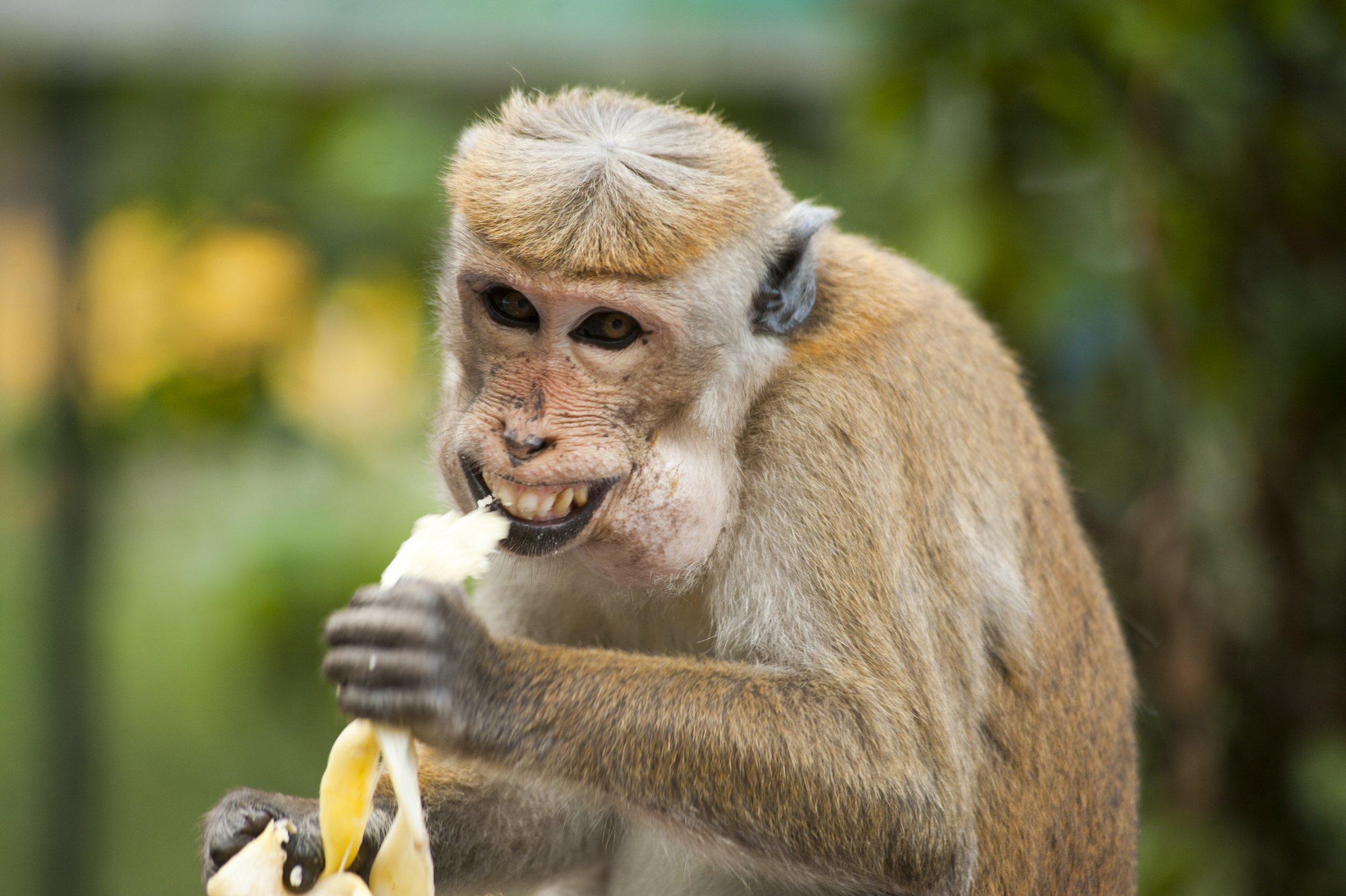 Stock photograph of a monkey eating a banana